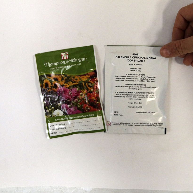 Example of Calendula officinalis Oopsy Daisy Seeds - Dwarf Garden Marigold per pack of 100 seeds specimen as delivered