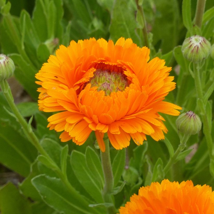 Calendula officinalis Ollioules Orange Greenheart - Garden Marigold seeds (Flowering)