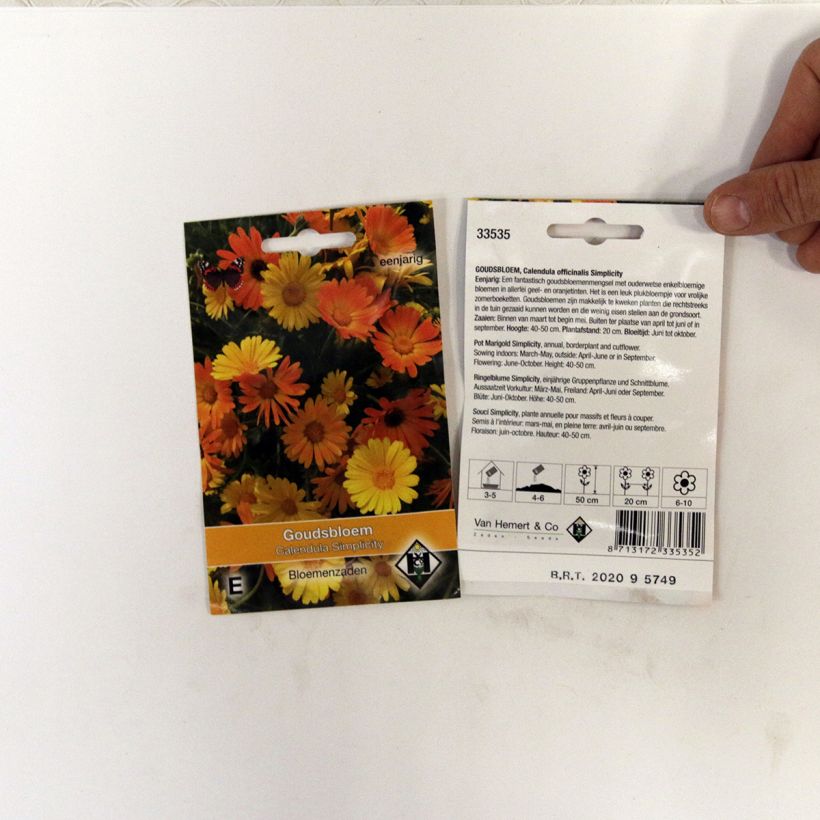 Example of Calendula officinalis Simplicity Seeds - Pot Marigold specimen as delivered