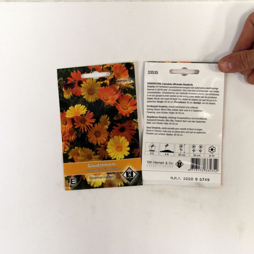 Example of Calendula officinalis Simplicity Seeds - Pot Marigold per pack of 150 seeds (1g) specimen as delivered