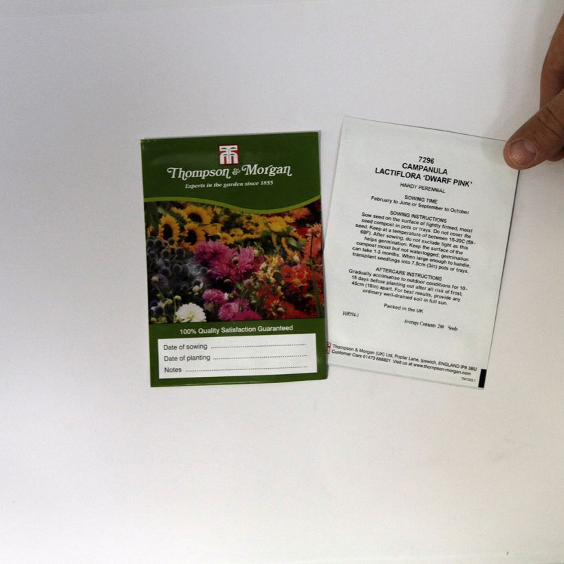 Example of Milky bellflower Dwarf Pink Seeds - Campanula lactiflora Dwarf Pink per pack of 200 seeds specimen as delivered