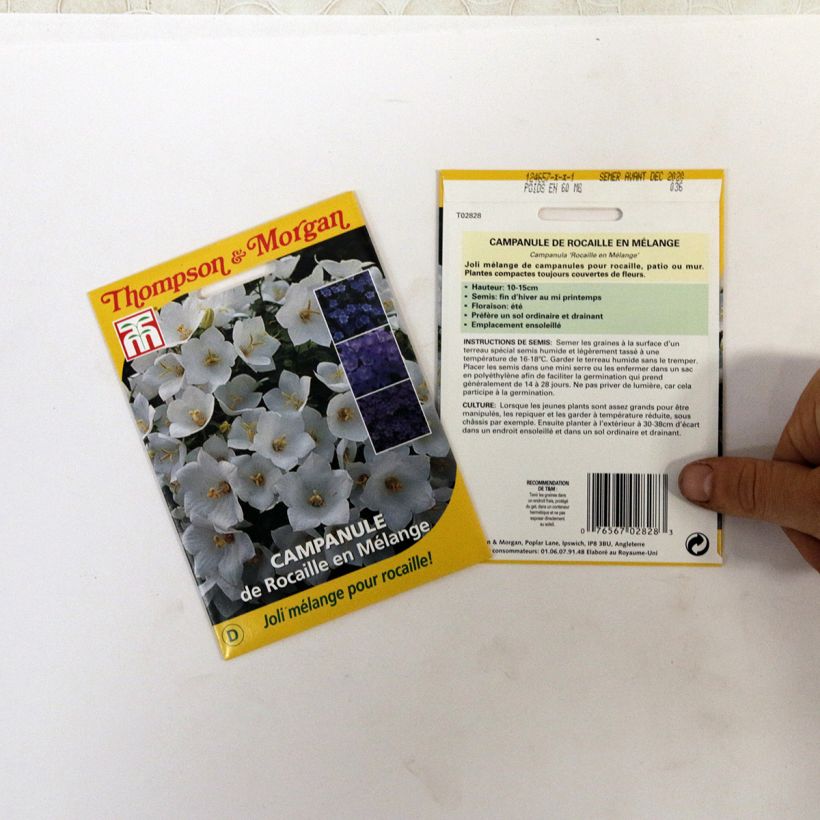 Example of Campanula - Seeds per pack of 850 seeds (0,1g) specimen as delivered