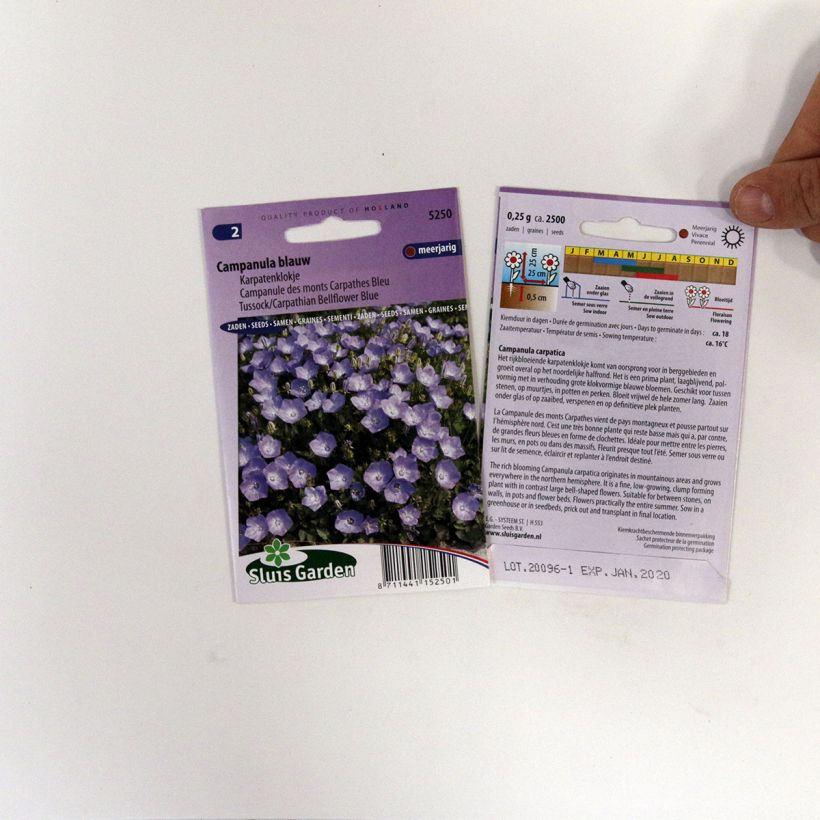 Example of Campanula carpatica - Blue Tussock Bellflower Seeds specimen as delivered
