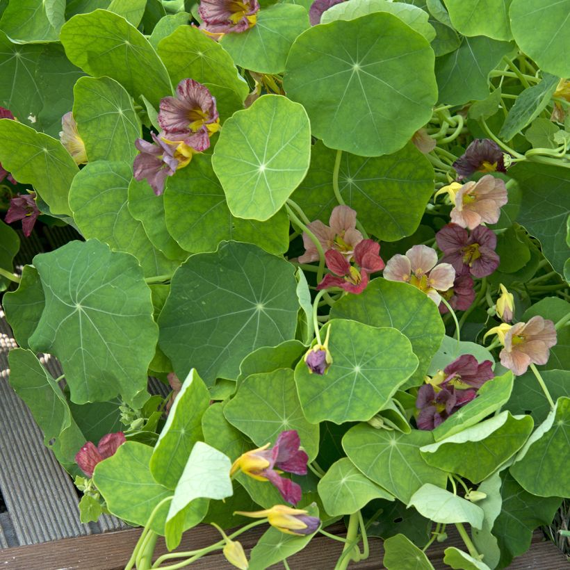 Tropaeolum Salmon Gleam - Trailing Nasturtium Seeds (Foliage)