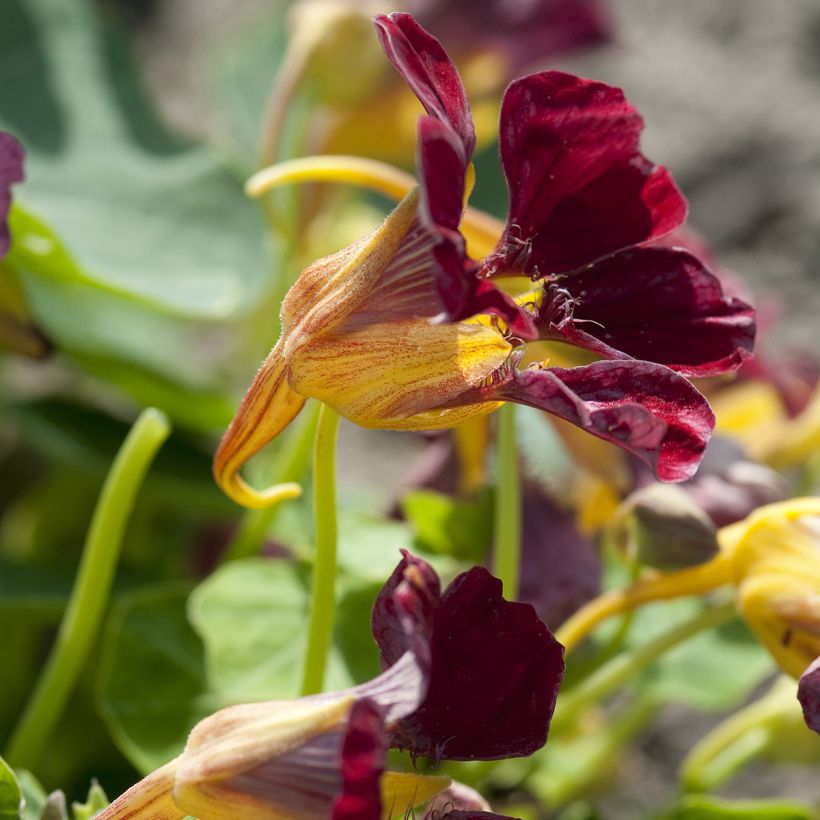 Tropaeolum Salmon Gleam - Trailing Nasturtium Seeds (Flowering)