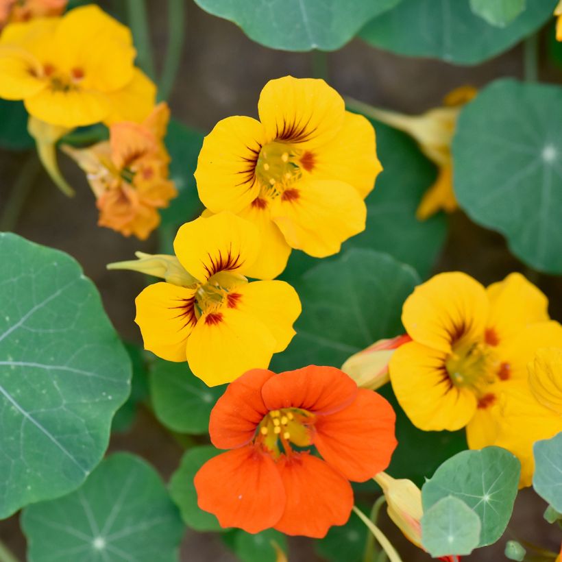 Trailing Nasturtium Double-Flowered Seeds - Tropaeolum majus (Flowering)