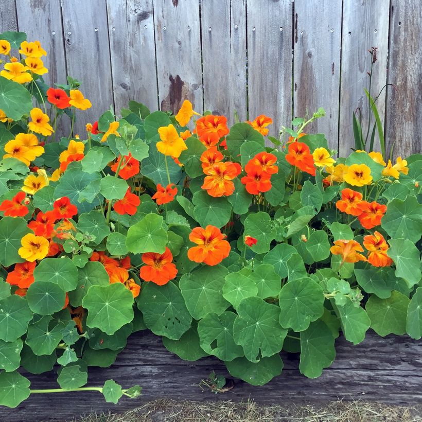 Trailing Nasturtium Double-Flowered Seeds - Tropaeolum majus (Plant habit)