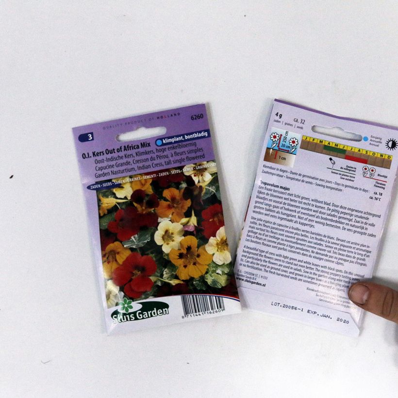 Example of Tropaeolum majus Out Of Africa Seeds - Trailing Nasturtium per pack of 32 seeds specimen as delivered