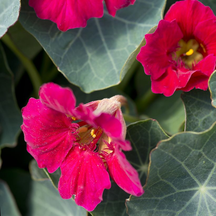 Tropaeolum minus Baby Rose (Flowering)