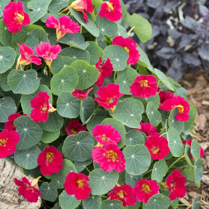 Tropaeolum minus Baby Rose (Plant habit)