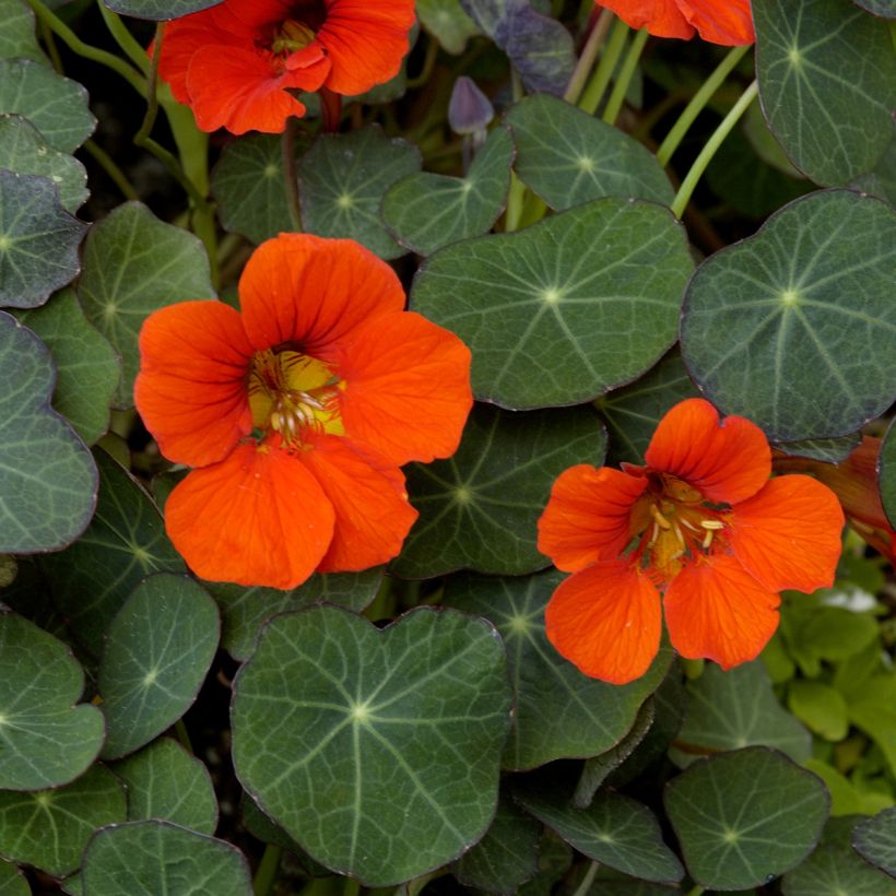 Tropaeolum Empress of India - Dwarf Nasturtium Organic Seeds (Flowering)