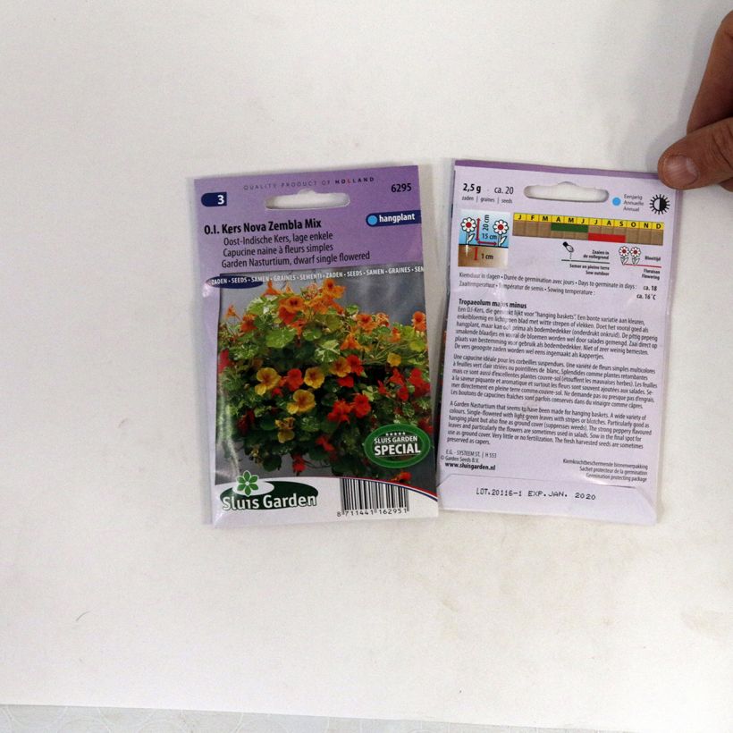 Example of Tropaeolum majus minus Nova Zembla Seeds - Dwarf Nasturtium per pack of 20 seeds specimen as delivered