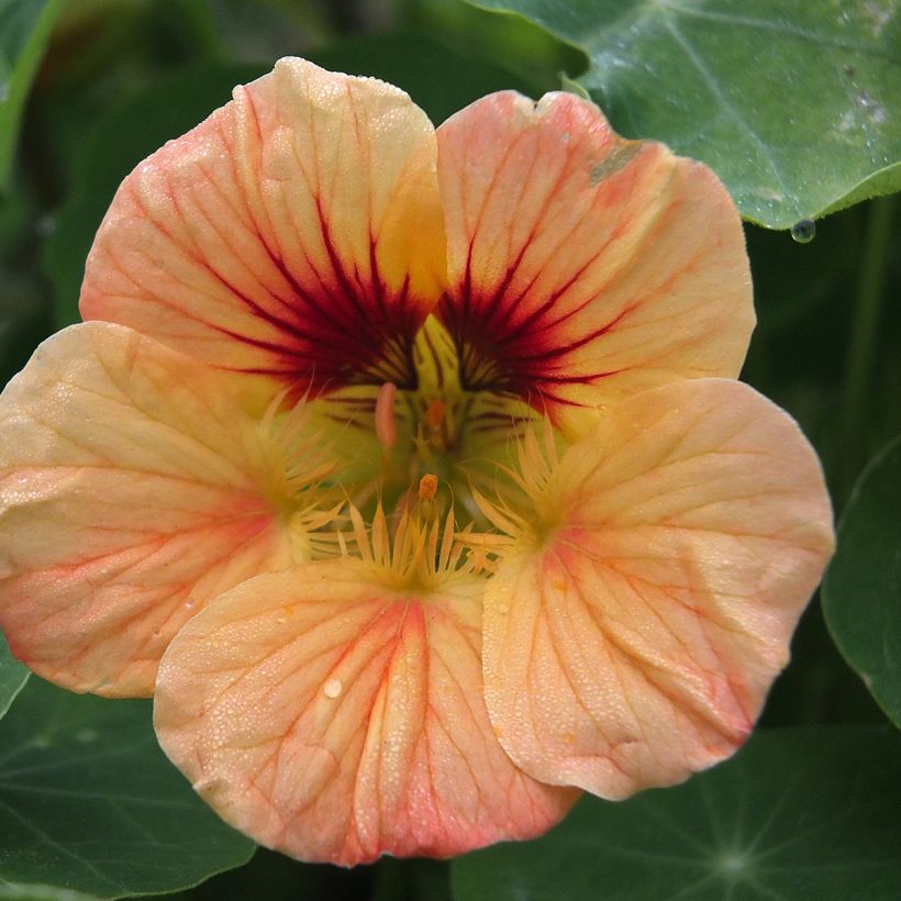 Tropaeolum majus nanum Salmon Baby (Flowering)