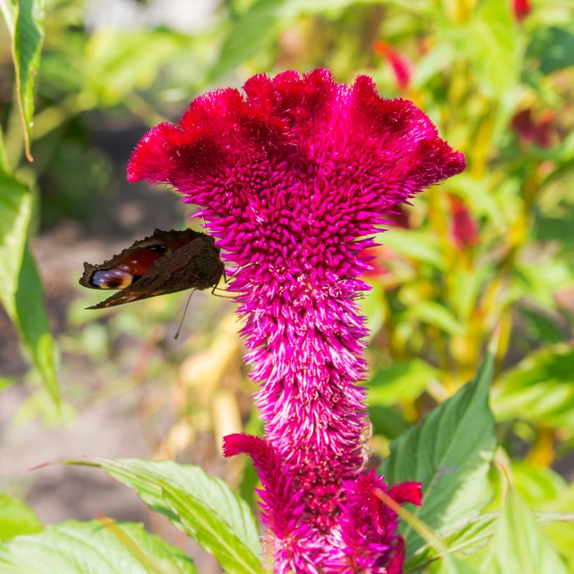 Celosia cristata Fan Dance Purple - Crested Cock's-comb (Flowering)