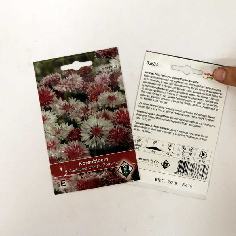 Example of Cornflower Classic Romantic Seeds - Centaurea cyanus specimen as delivered