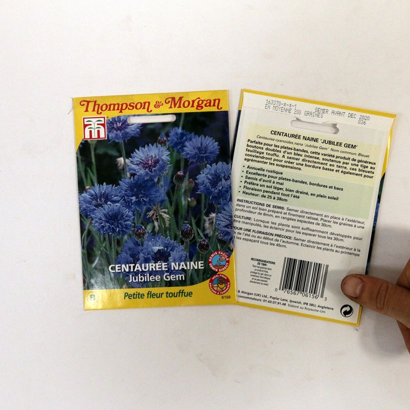 Example of Cornflower Dwarf Jubilee Gem Seeds - Centaurea cyanus specimen as delivered