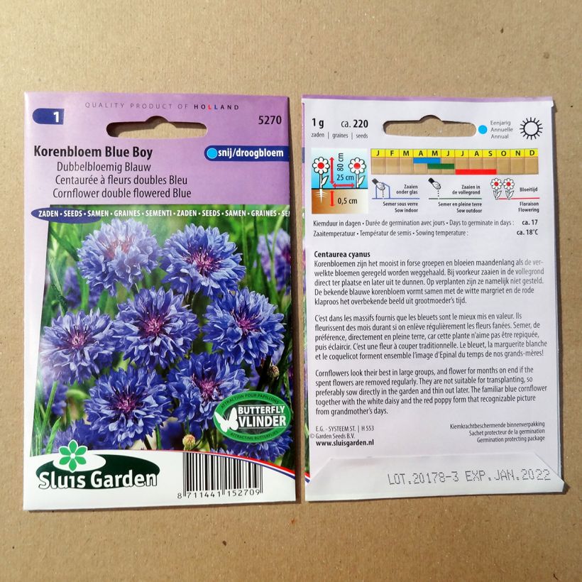 Example of Cornflower Blue Boy Seeds - Centaurea cyanus specimen as delivered