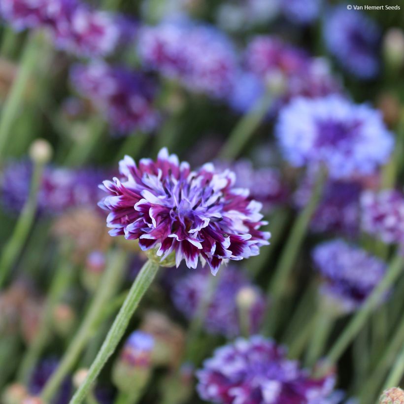 Cornflower Classic Magic Seeds - Centaurea cyanus (Flowering)