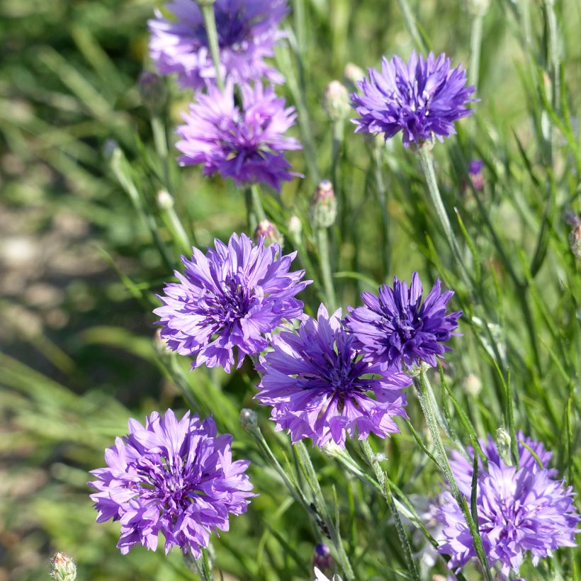 Centaurea cyanus Lady Mauve (Flowering)