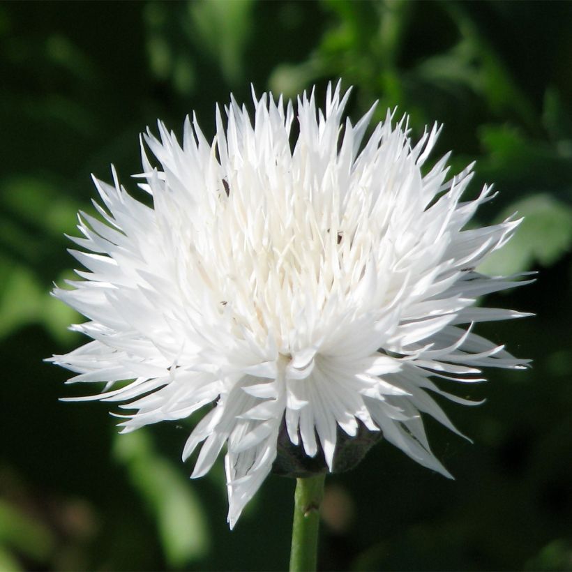 Cornflower The Bride Seeds - Centaurea moschata (Flowering)