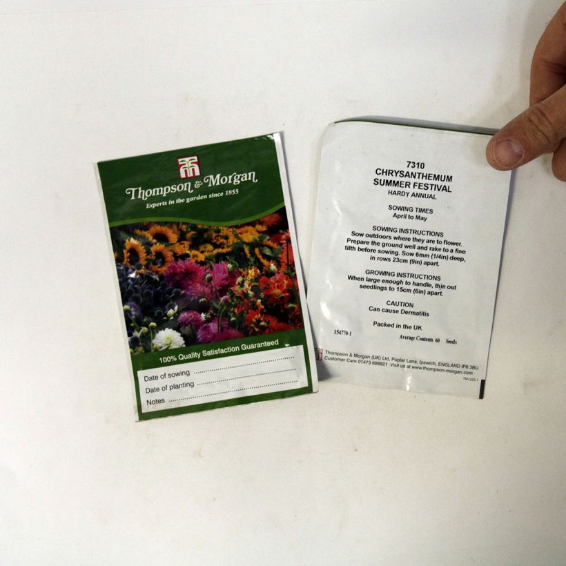 Example of Summer Festival Keel Chrysanthemum - Chrysanthemum carinatum seeds specimen as delivered