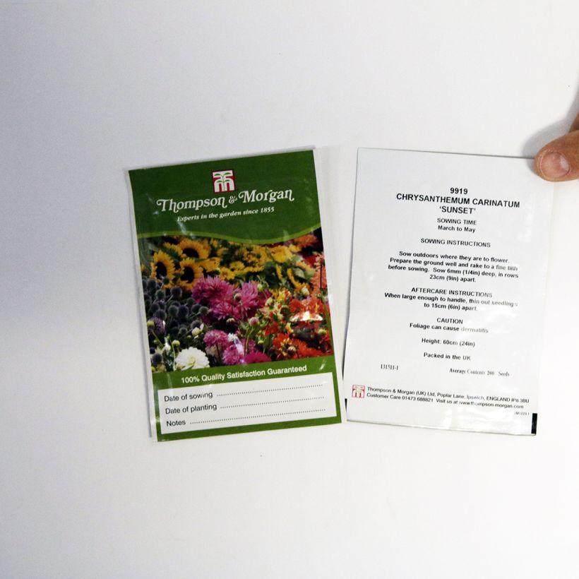 Example of Chrysanthemum carinatum - Painted Daisy Sunset Seeds per pack of 300 seeds (1g) specimen as delivered