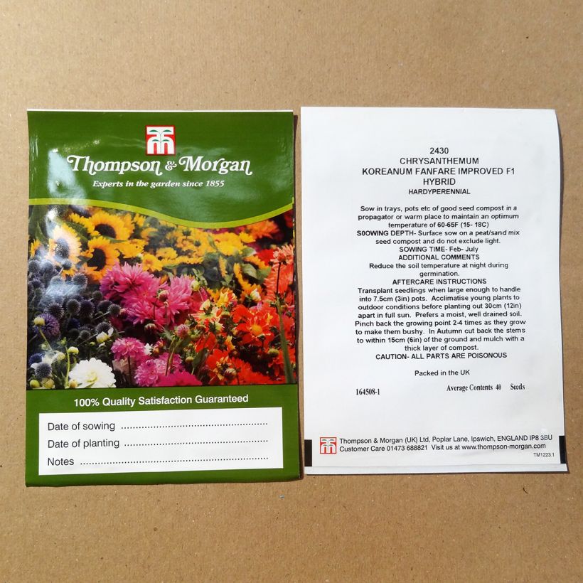Example of Chrysanthemum Fanfare Improved F1 Seeds per pack of 200 seeds (0,1g) specimen as delivered