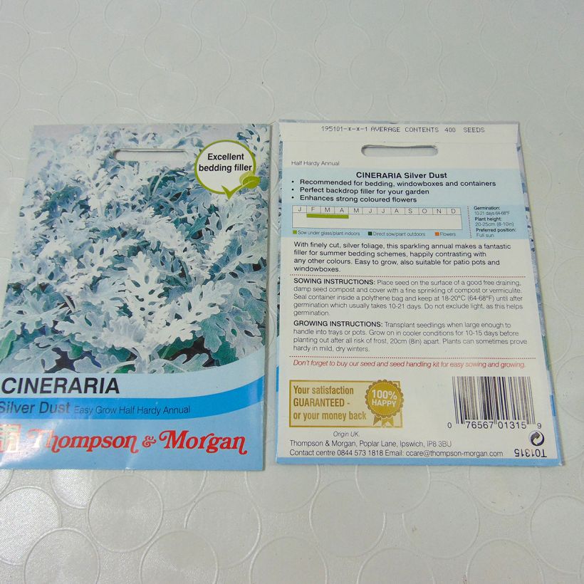 Example of Senecio cineraria Silver Dust specimen as delivered