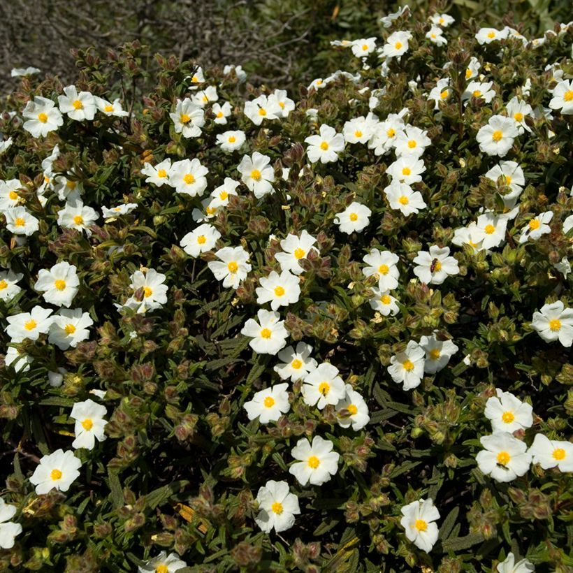 Cistus monspeliensis seeds - Montpelier rock rose (Plant habit)