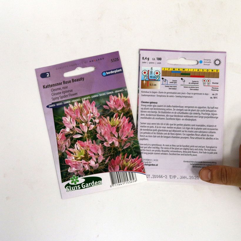 Example of Cleome spinosa Rose Beauty Seeds - Spider plant per pack of 180 seeds specimen as delivered
