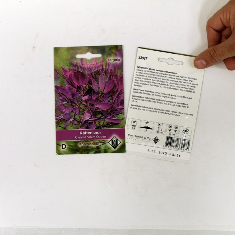 Example of Cleome spinosa Violet Queen Seeds - Spider Plant specimen as delivered