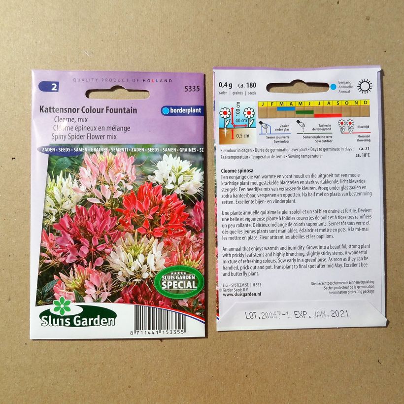 Example of Cleome spinosa Colour Fountain Mix Seeds - Spider plant per pack of 450 seeds (1g) specimen as delivered