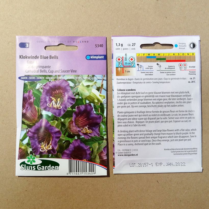 Example of Cobea scandens Violet Blue Bells Seeds specimen as delivered