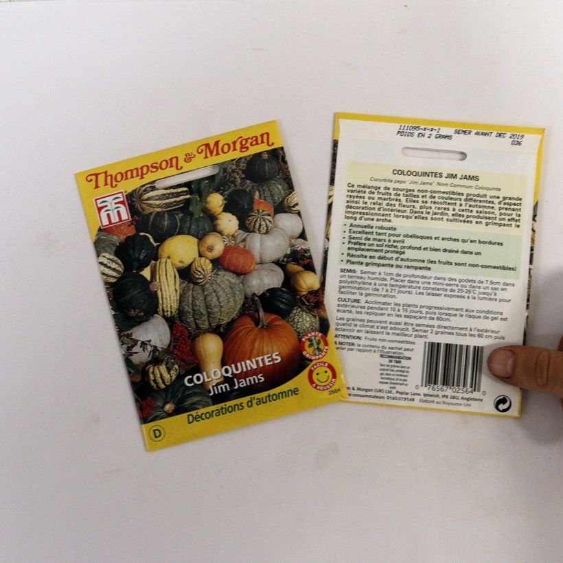 Example of Crookneck squash Jim Jams seeds - Cucurbita pepo per pack of 31.5 seeds (2.1g) specimen as delivered