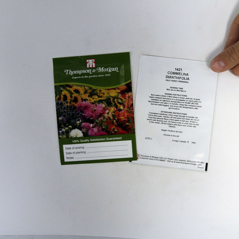 Example of Commelina dianthifolia seeds per pack of 25 seeds specimen as delivered
