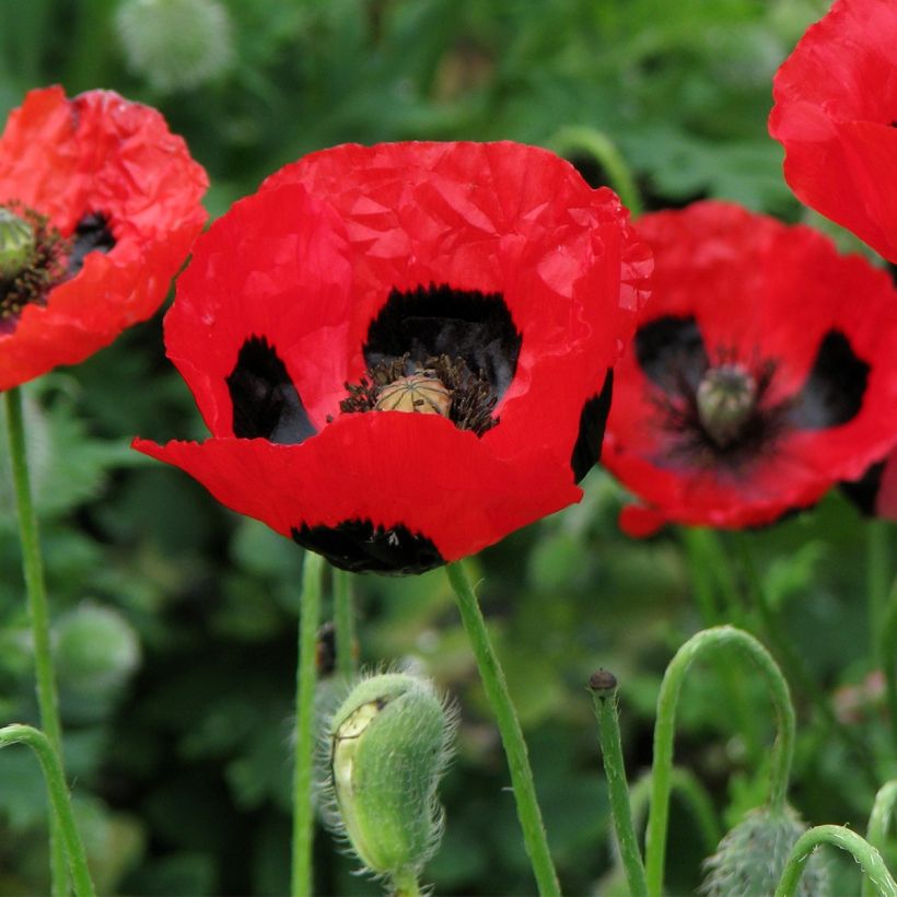 Ladybird poppy Seeds - Papaver commutatum Ladybird (Flowering)