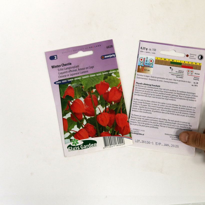 Example of Winter Cherry Seeds - Physalis franchetti per pack of 150 seeds specimen as delivered