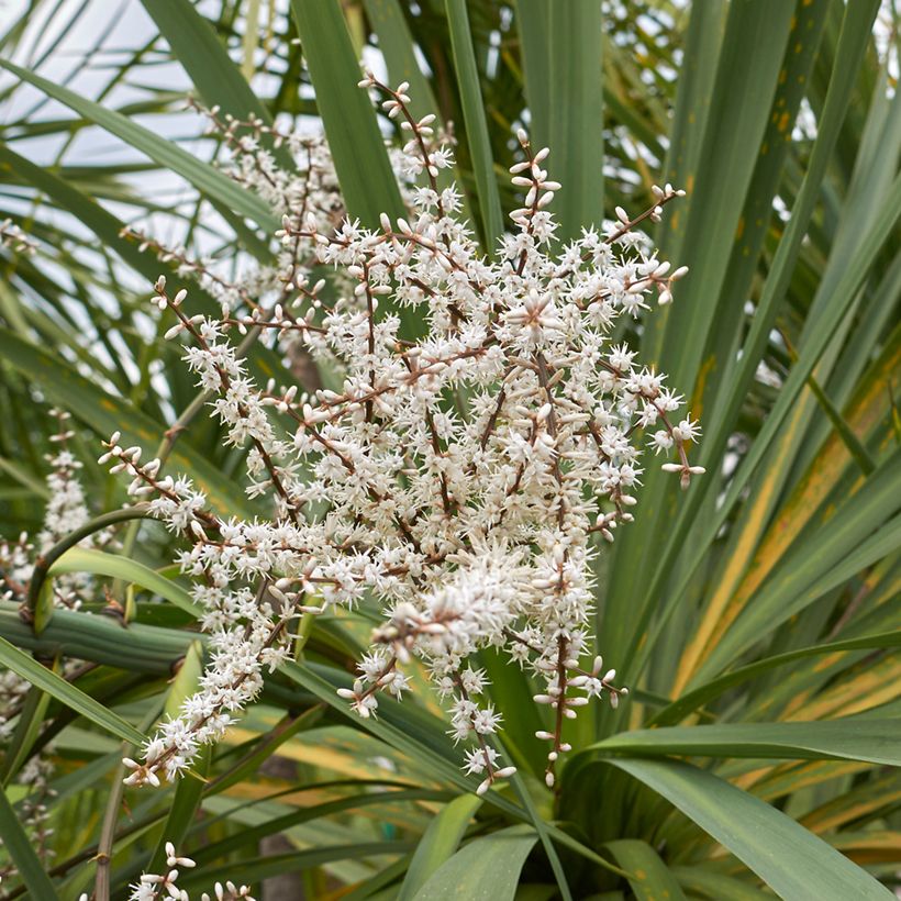Cordyline australis seeds - Cabbage palm (Flowering)