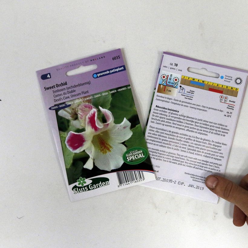 Example of Proboscidea louisianica per pack of 10 seeds specimen as delivered