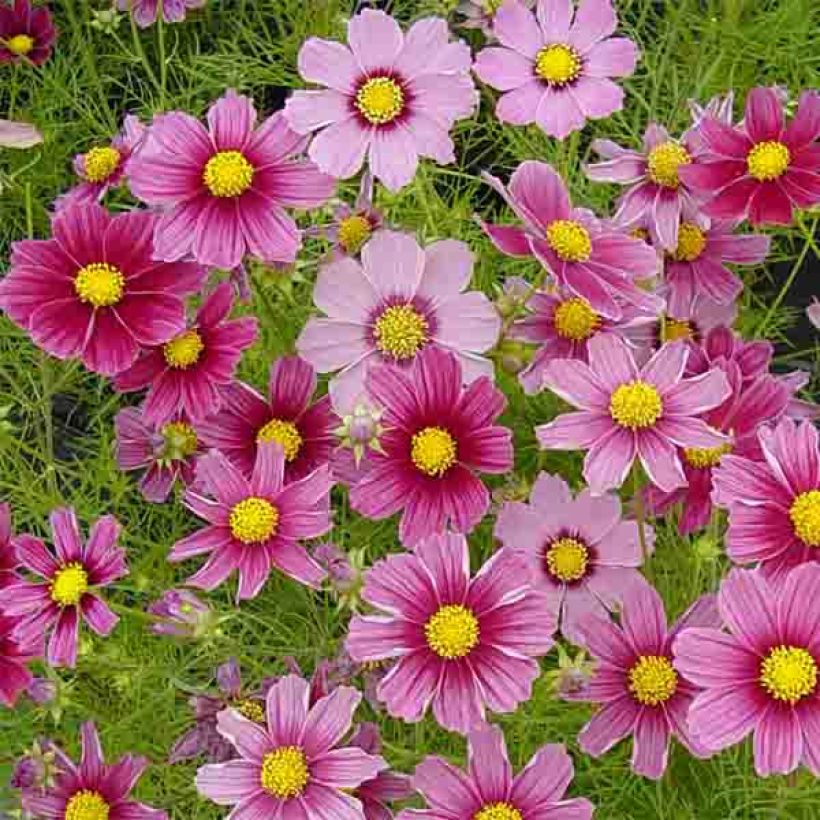 Cosmos Antiquity Seeds - Cosmos bipinnatus (Flowering)