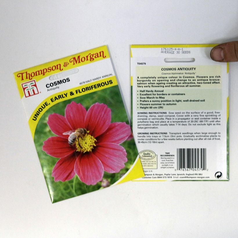 Example of Cosmos Antiquity Seeds - Cosmos bipinnatus specimen as delivered