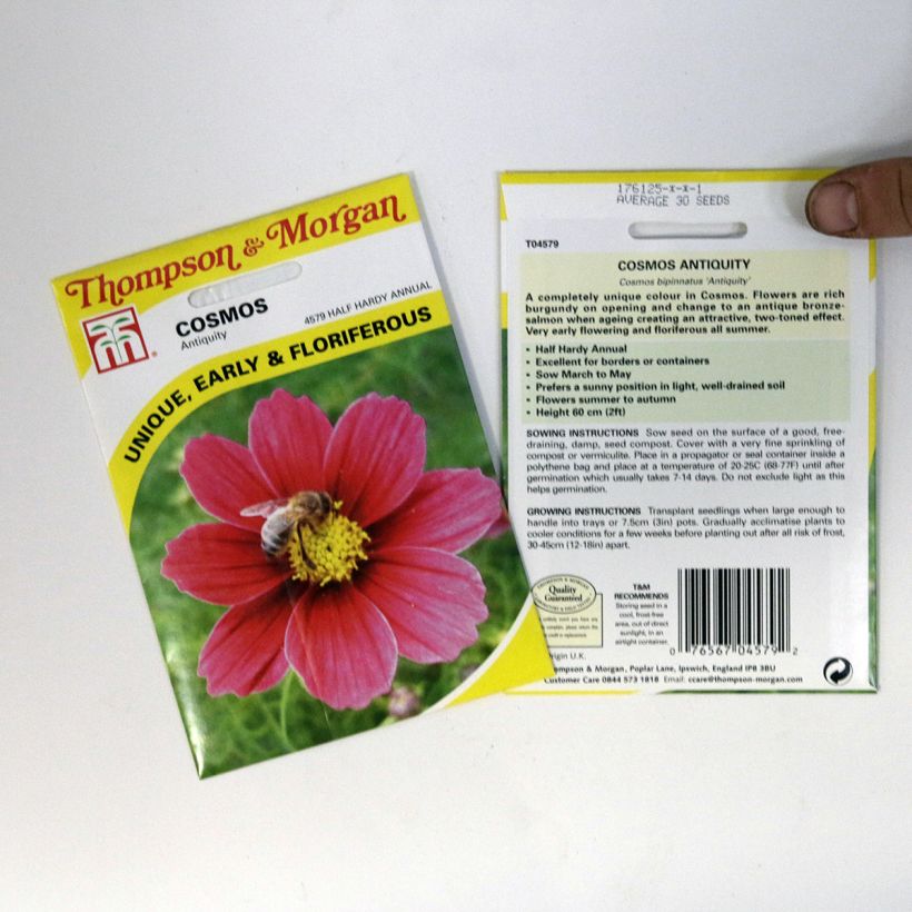 Example of Cosmos Antiquity Seeds - Cosmos bipinnatus per pack of 30 seeds specimen as delivered