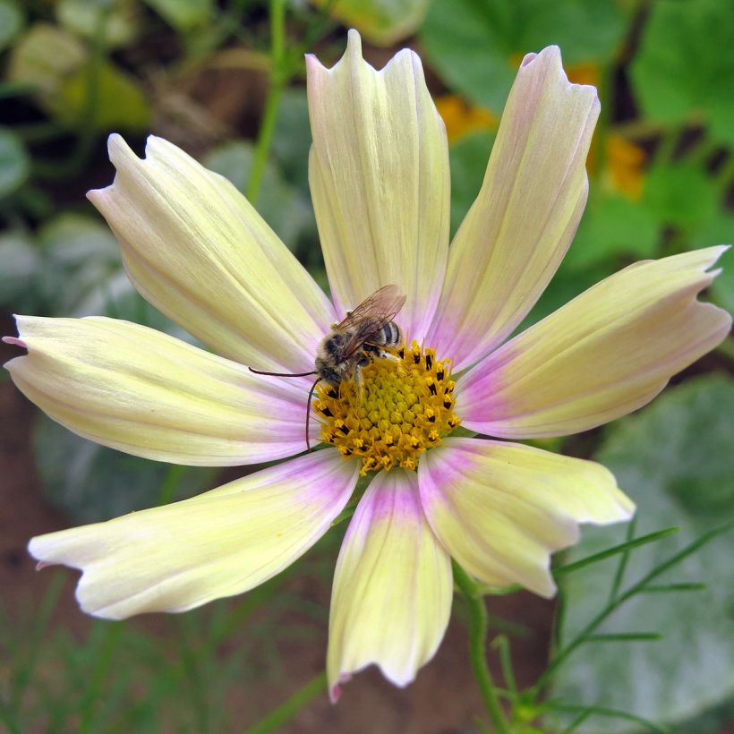 Cosmos bipinnatus Apricot Lemonade - Garden Cosmos seeds (Flowering)