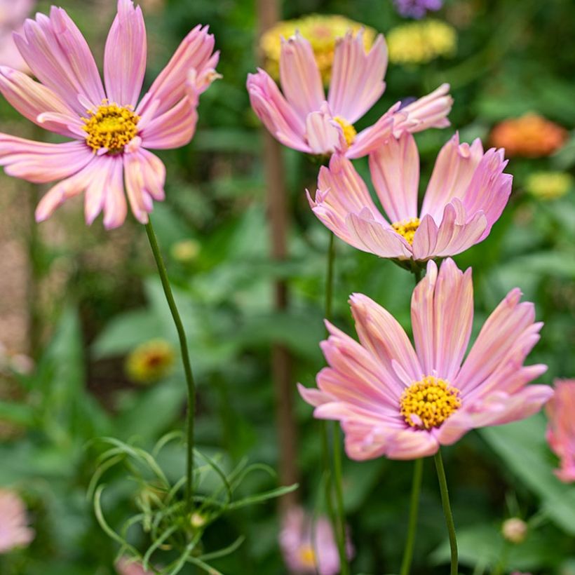 Cosmos x bipinnatus Apricotta (Flowering)