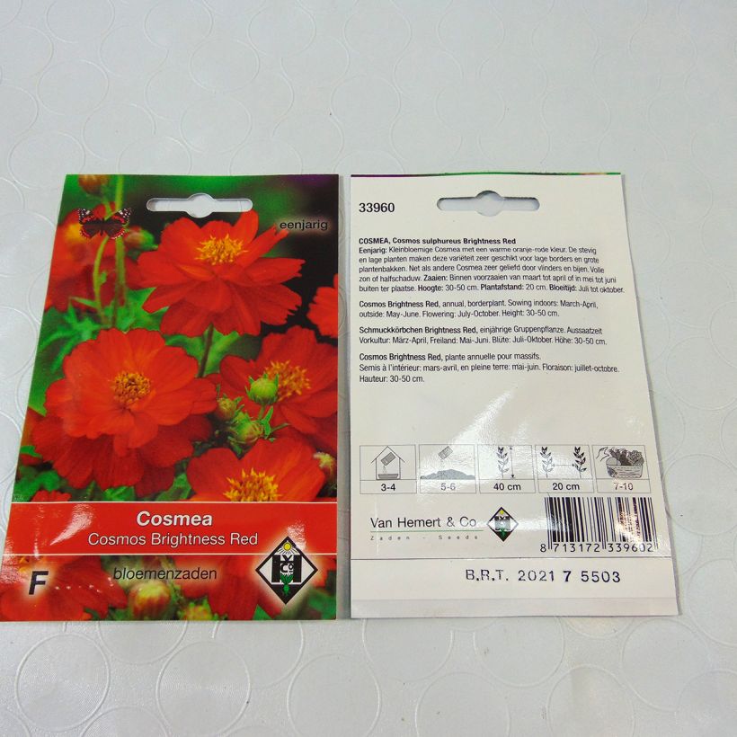 Example of Cosmos Brightness Red Seeds - Cosmos sulphureus per pack of 40 seeds (0.5g) specimen as delivered