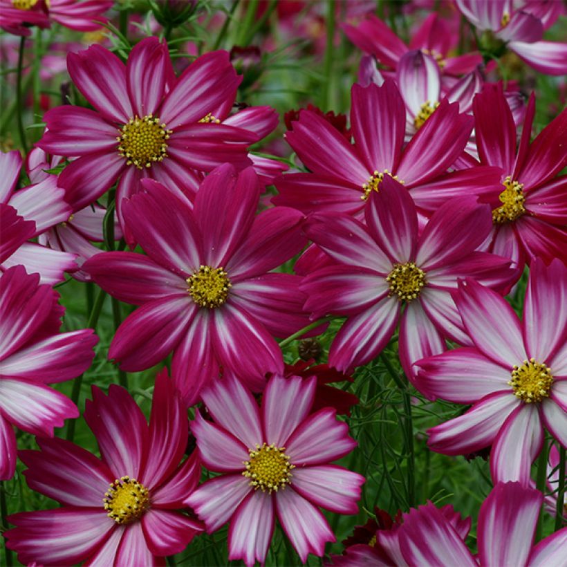 Cosmos Cosimo Red-White Seeds - Cosmos bipinnatus (Flowering)