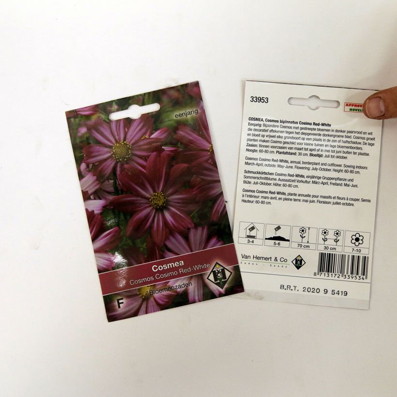 Example of Cosmos Cosimo Red-White Seeds - Cosmos bipinnatus specimen as delivered