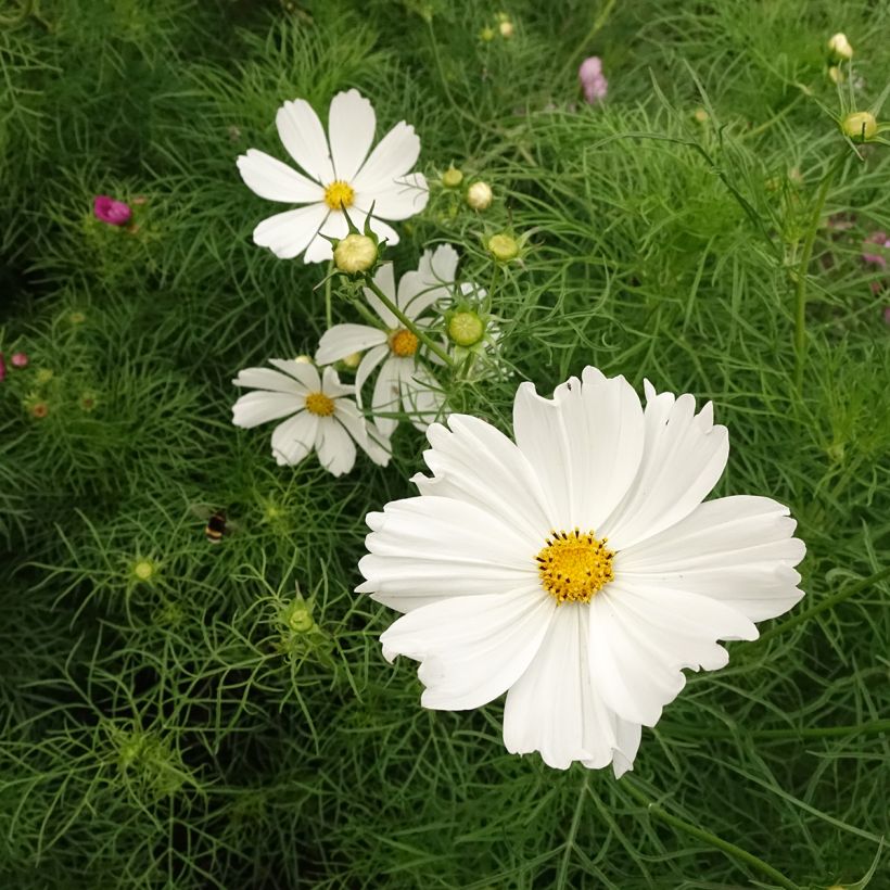 Cosmos Cupcakes White Seeds - Cosmos bipinnatus (Flowering)