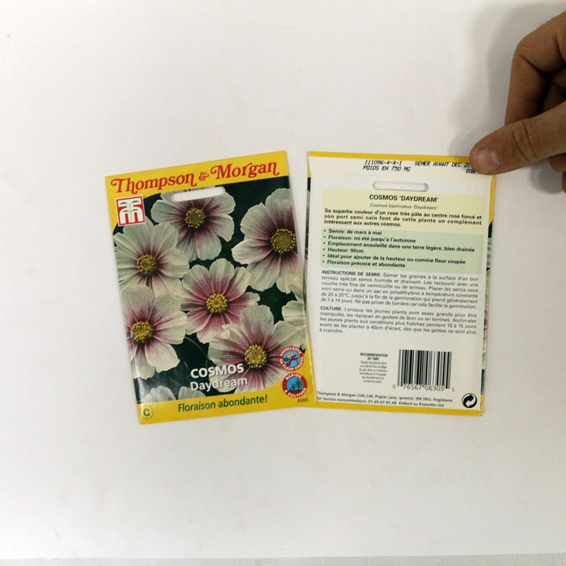 Example of Cosmos Sensation Daydream Seeds - Cosmos bipinnatus per pack of 36 seeds specimen as delivered