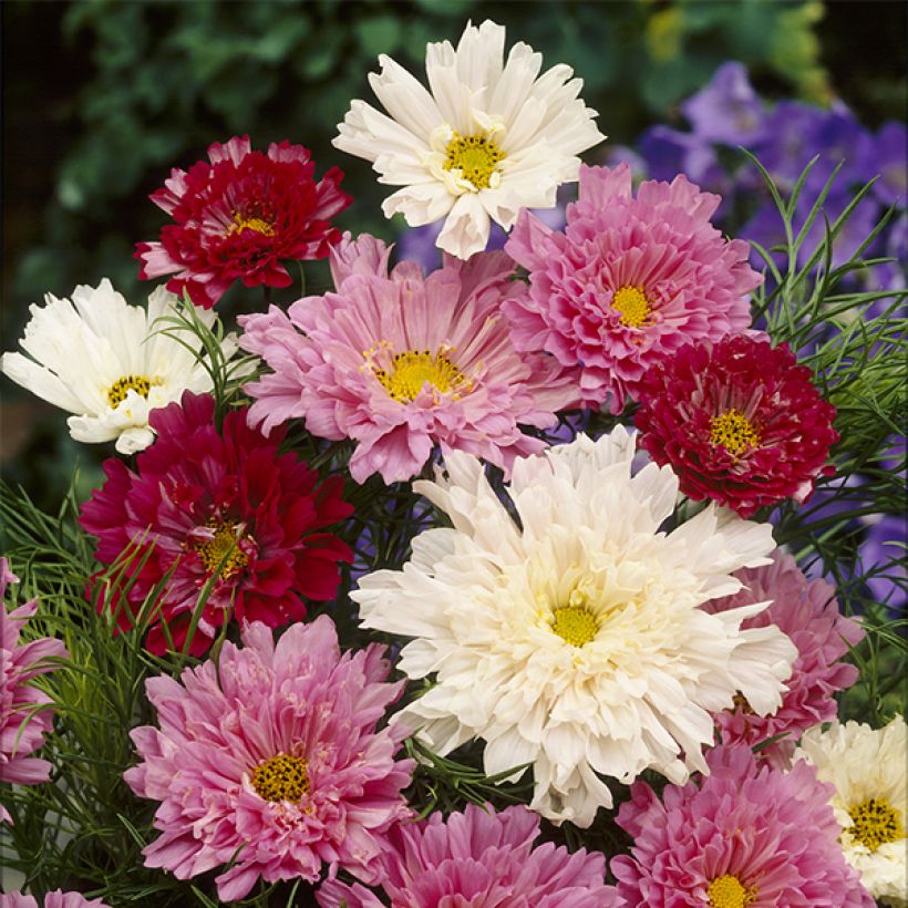 Cosmos bipinnatus Cosmos Double Click Mixed (Flowering)